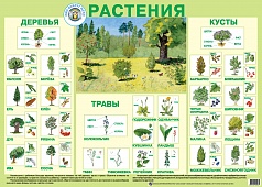 Плакат "Растения"