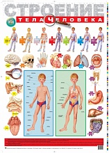 Плакат "Строение тела человека"