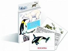Дидактические карточки «Животные Арктики и Антарктики»