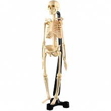 Модель скелета, 38 см