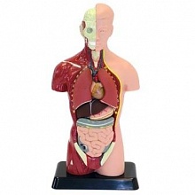 Анатомический набор (тело, органы) 27см